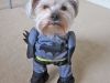 batman-dog-02