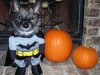 batman-dog-pumpkins