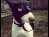 batman-dog