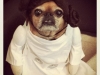 bitchmedia-pug-leia