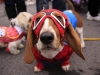 spiderman-dog