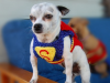 super-chihuahua