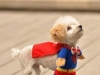 superman-small-dog