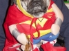 wonder-woman-pug